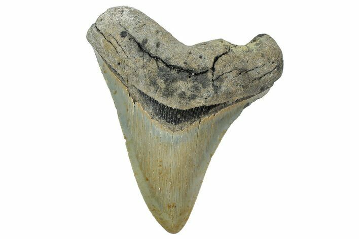 Serrated, Fossil Megalodon Tooth - North Carolina #236870